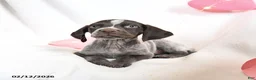 German Shorthaired Pointer dogs for sale: Ruby - Ad 4