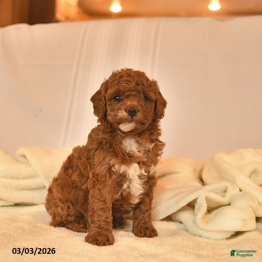 Toy Poodle dogs Ella  - Ad 2