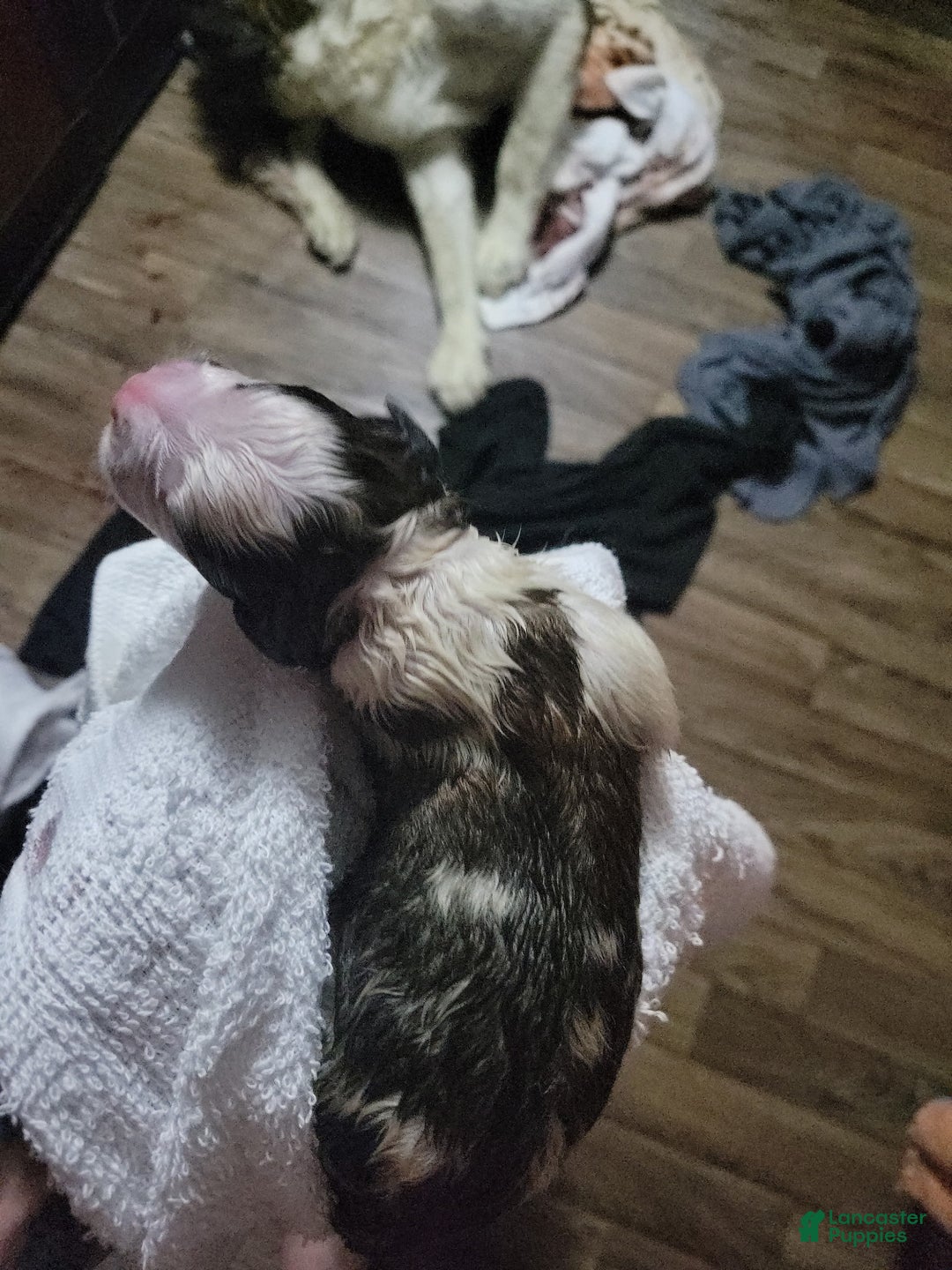 Saint Bernard dogs for sale: Puppy 3 - Ad 45