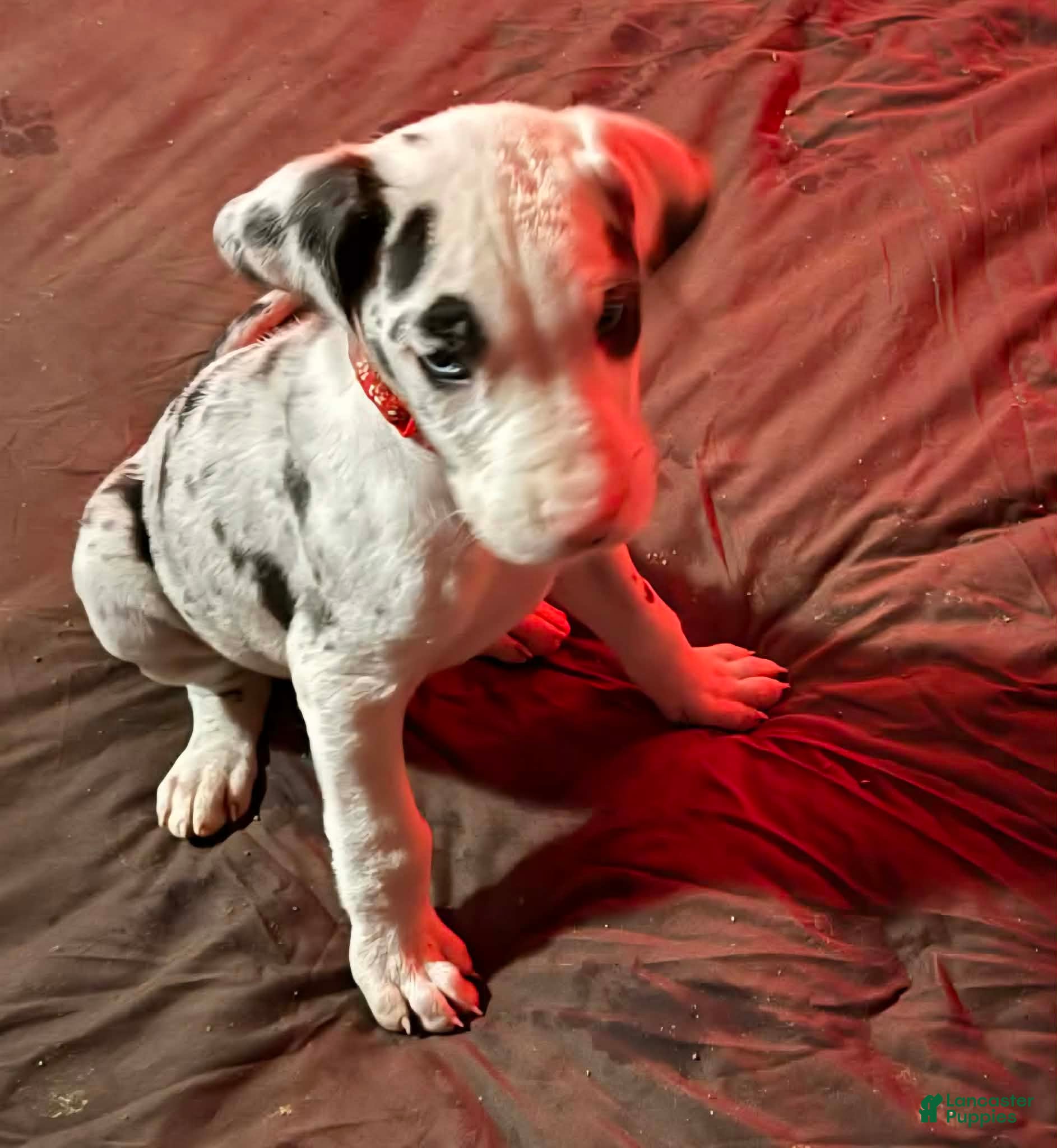 Great Dane dogs Great Dane Puppy 1 - Ad 25