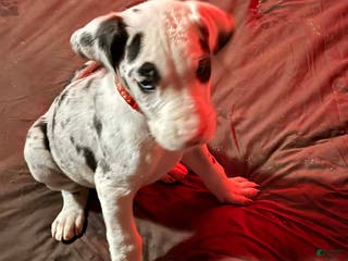 Great Dane dogs Great Dane Puppy 1 - Ad 35