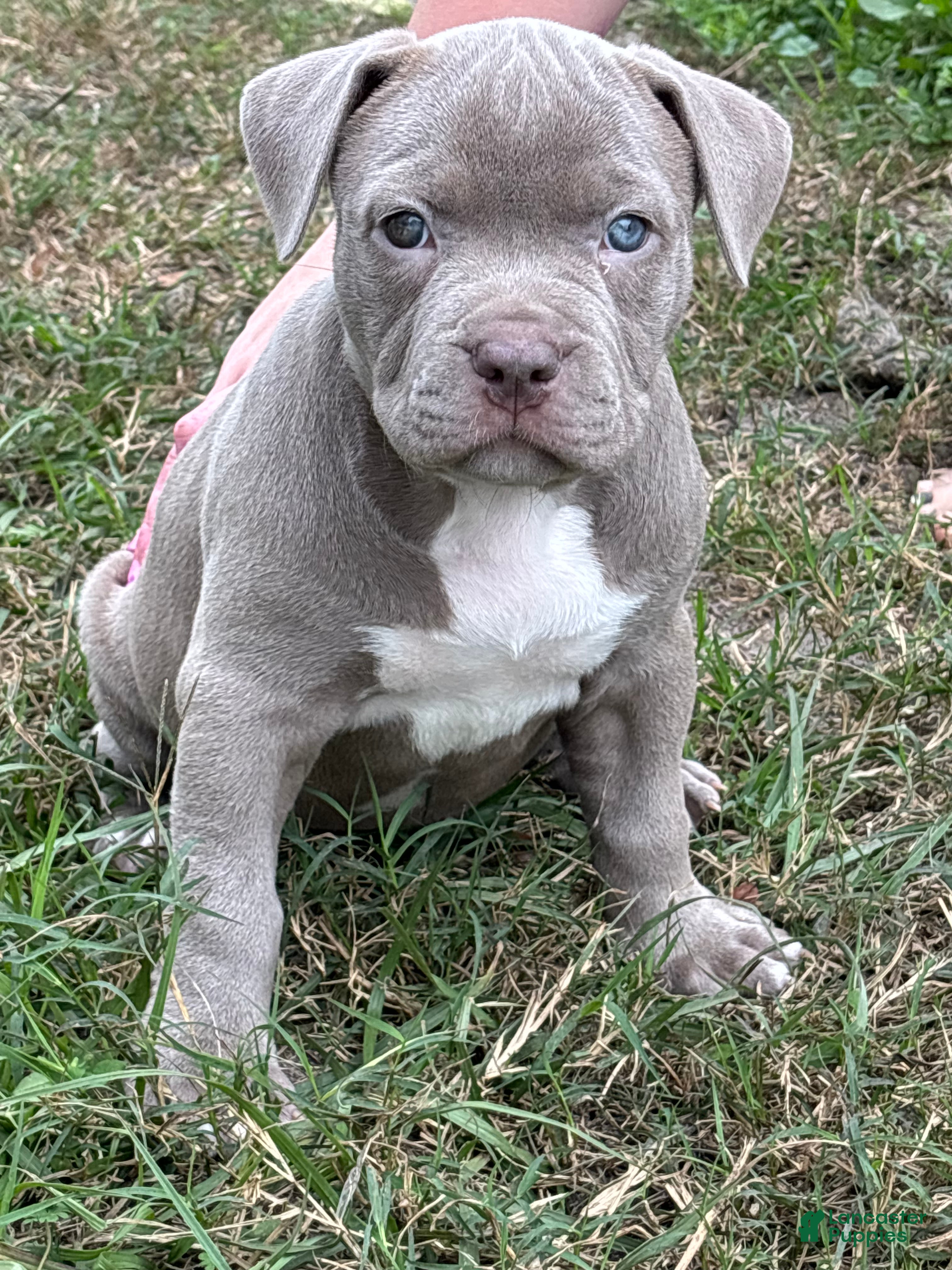 American Bully dogs NAIROBI The XL Bully - Ad 2