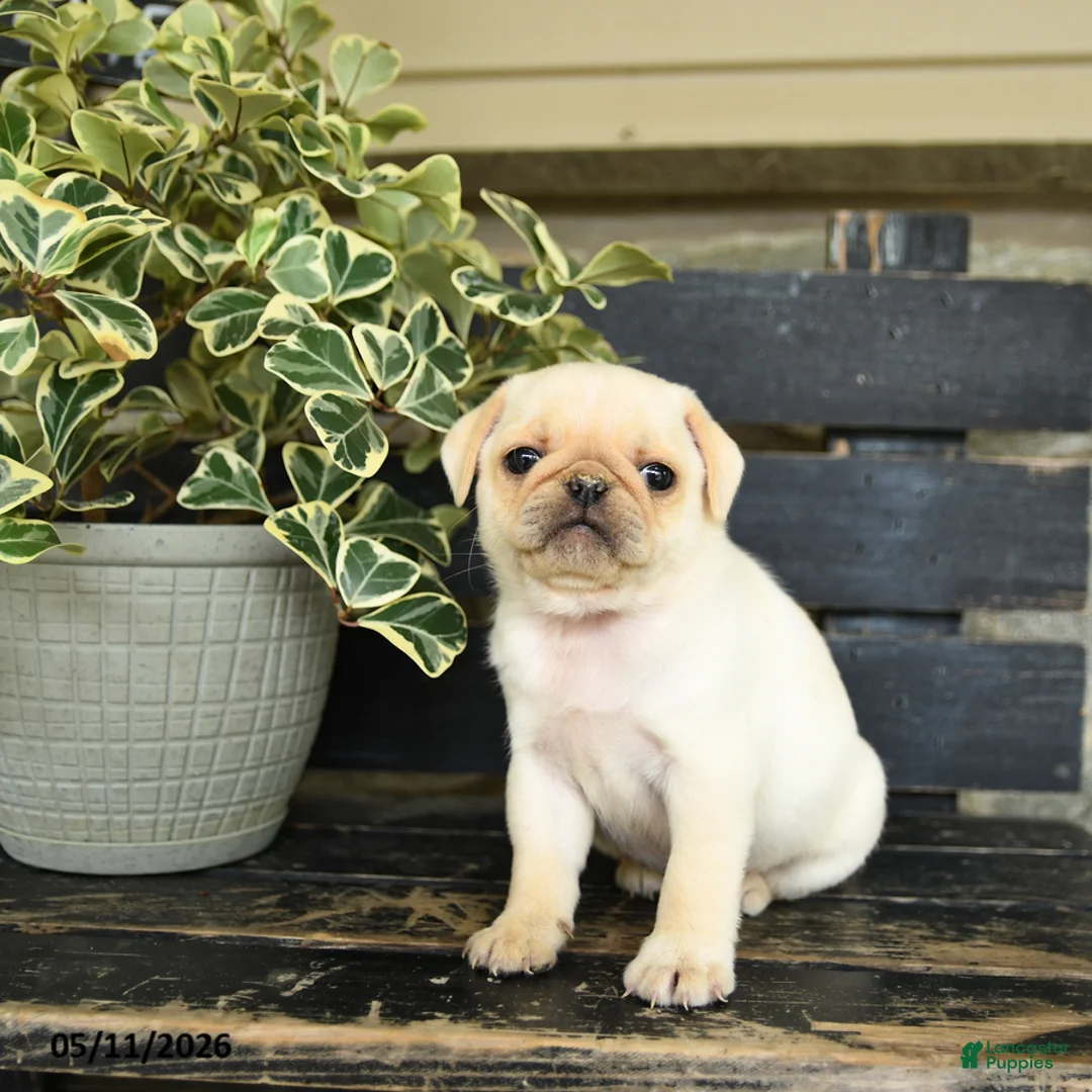 Pug dogs for sale: River - Ad 2