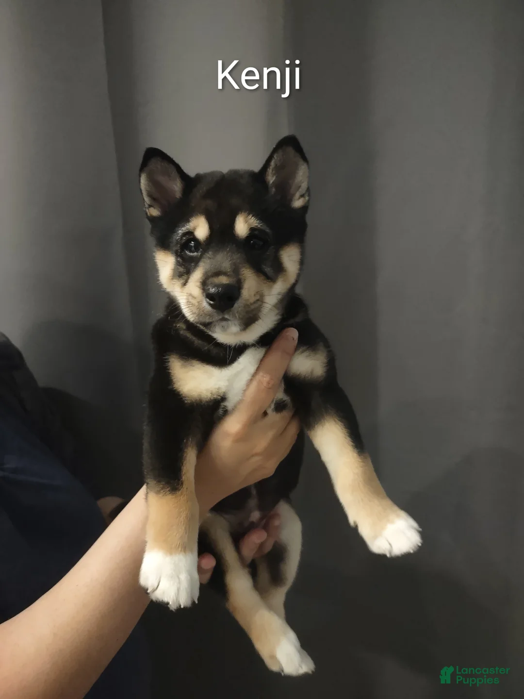 Shiba Inu dogs for sale: Kenji - Ad 1