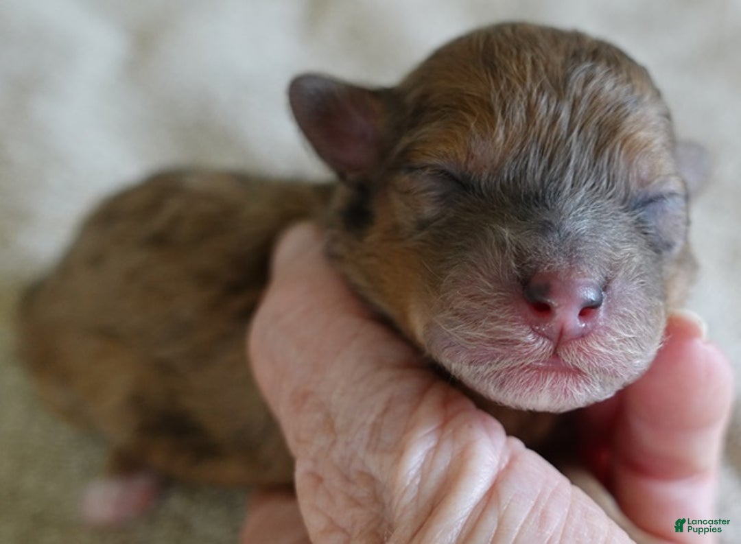 Maltipoo dogs for sale: Miracle chocolate merle - Ad 7