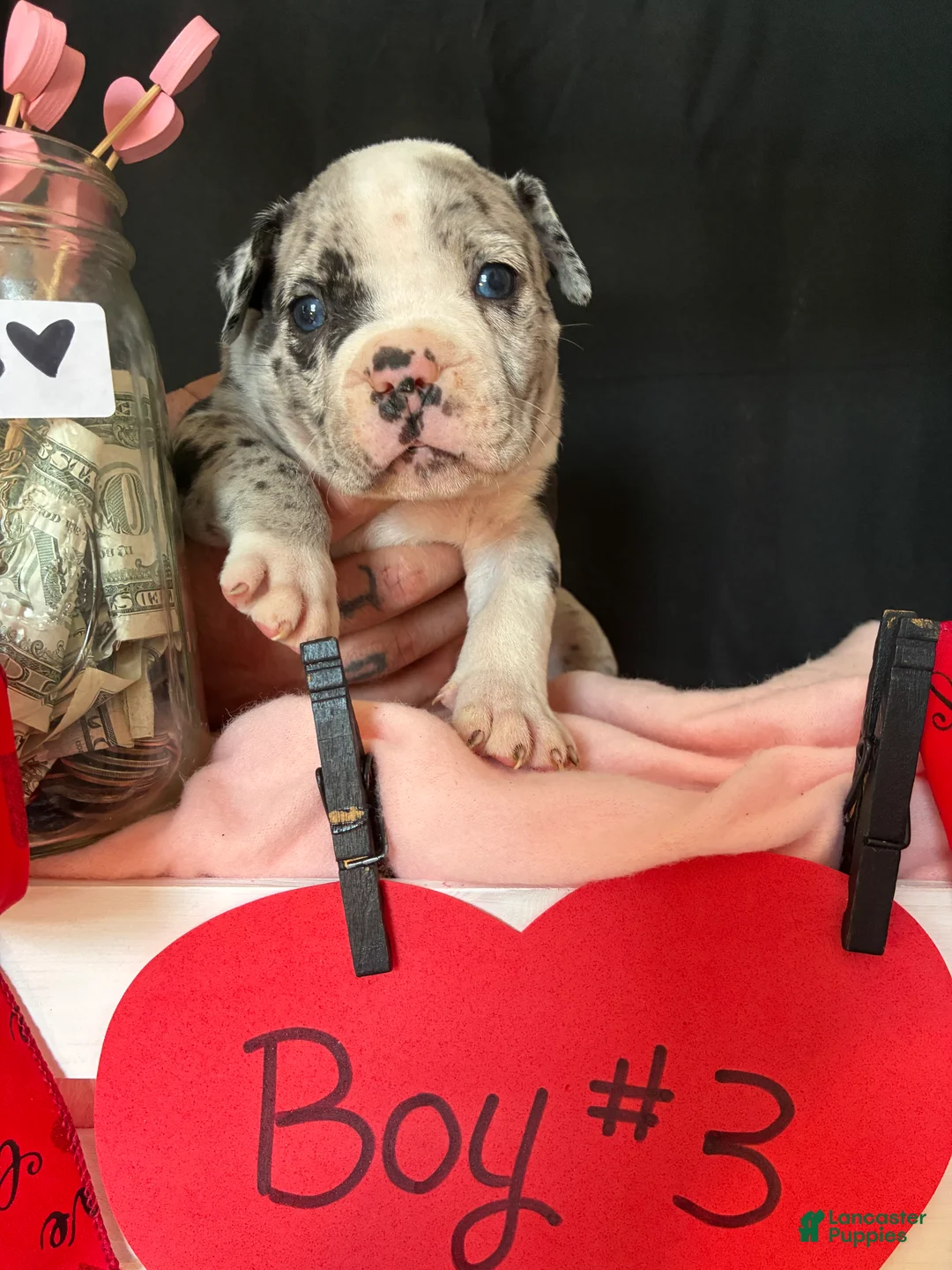 Olde English Bulldogge dogs for sale: Olde English Bulldogge Puppy 3 - Ad 9