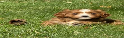 Cavapoo dogs for sale: Copper - Ad 5
