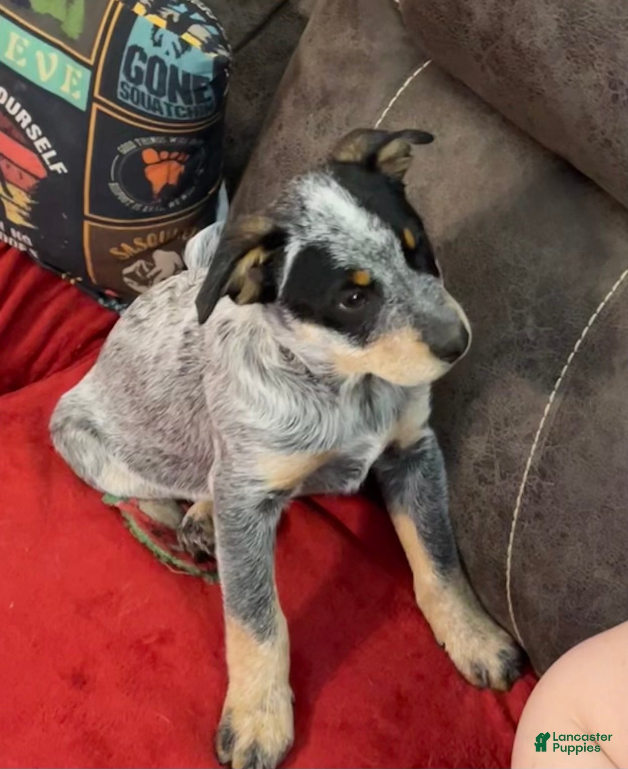 Australian Cattle Dog dogs Larry - Ad 38