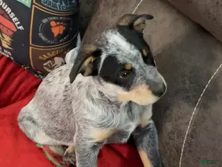 Australian Cattle Dog dogs Larry - Ad 38