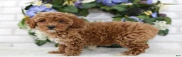 Miniature Poodle dogs for sale: Scarlett - Ad 4