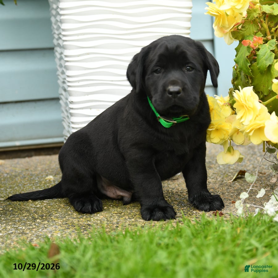 Labrador Retriever dogs for sale: Charlie - Ad 4