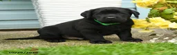 Labrador Retriever dogs for sale: Charlie - Ad 1