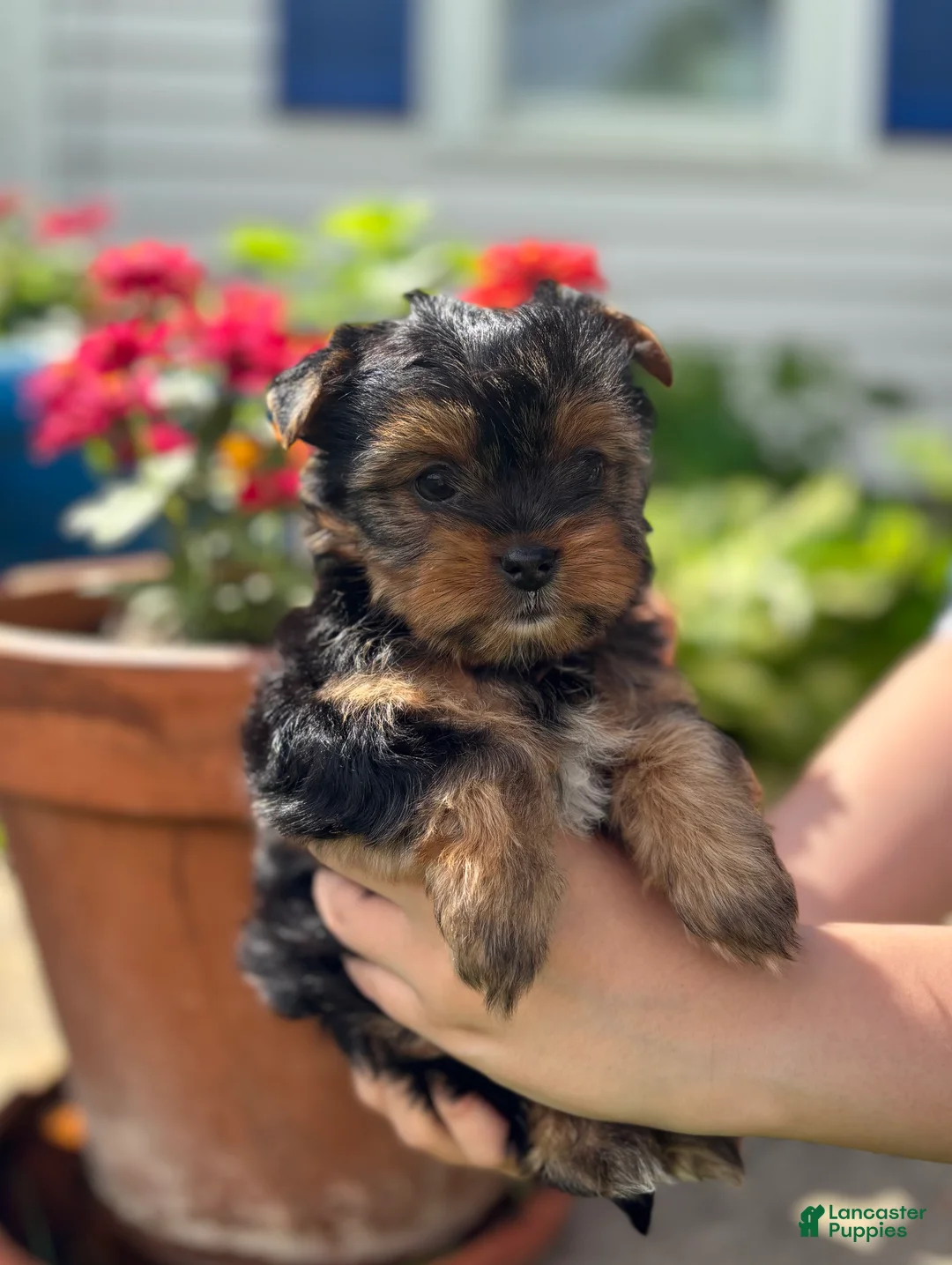 Mixed Breed dogs for sale: Mixed Breed Puppy 1 - Ad 2
