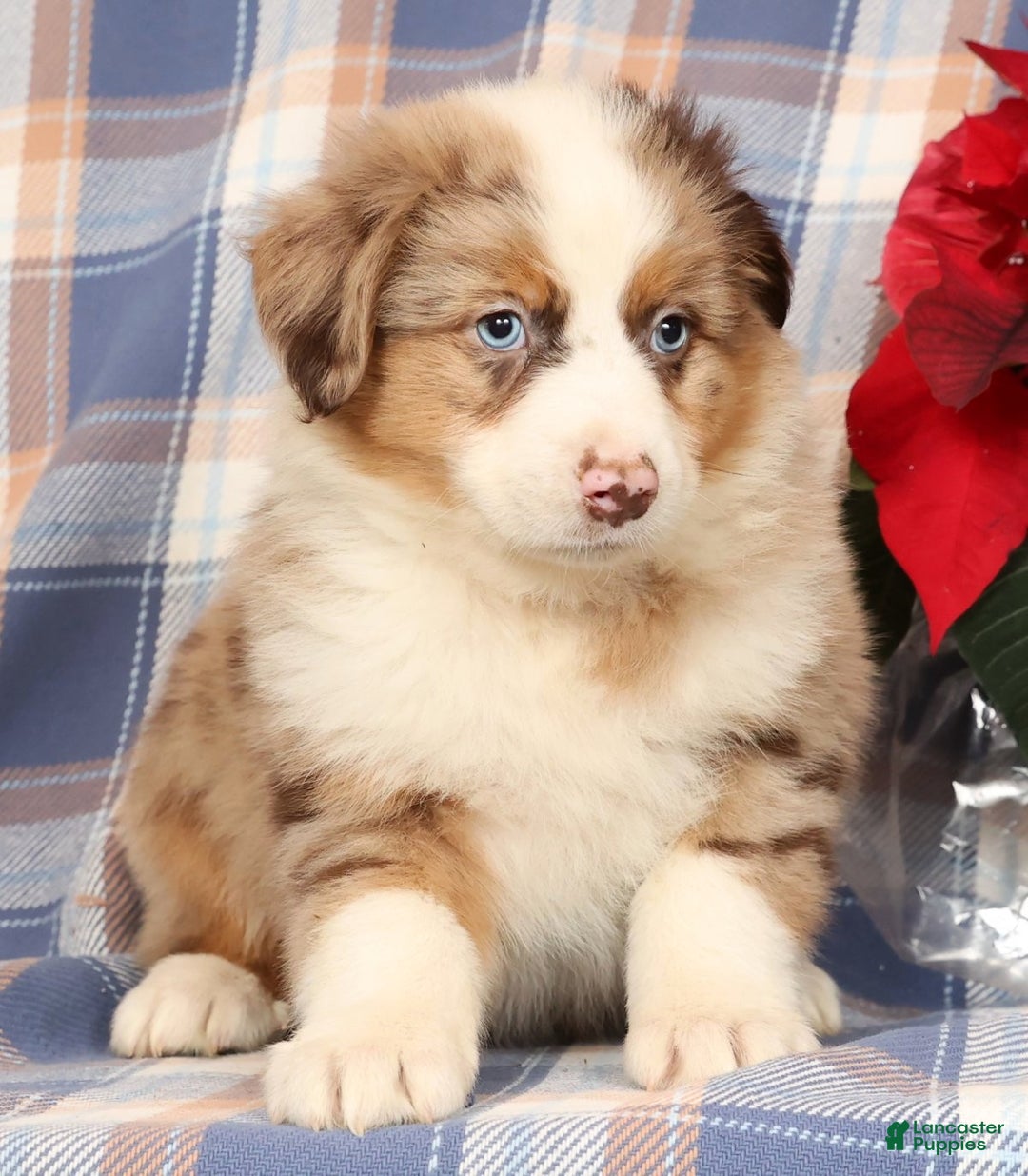 Australian Shepherd dogs for sale: Sailor - Ad 3