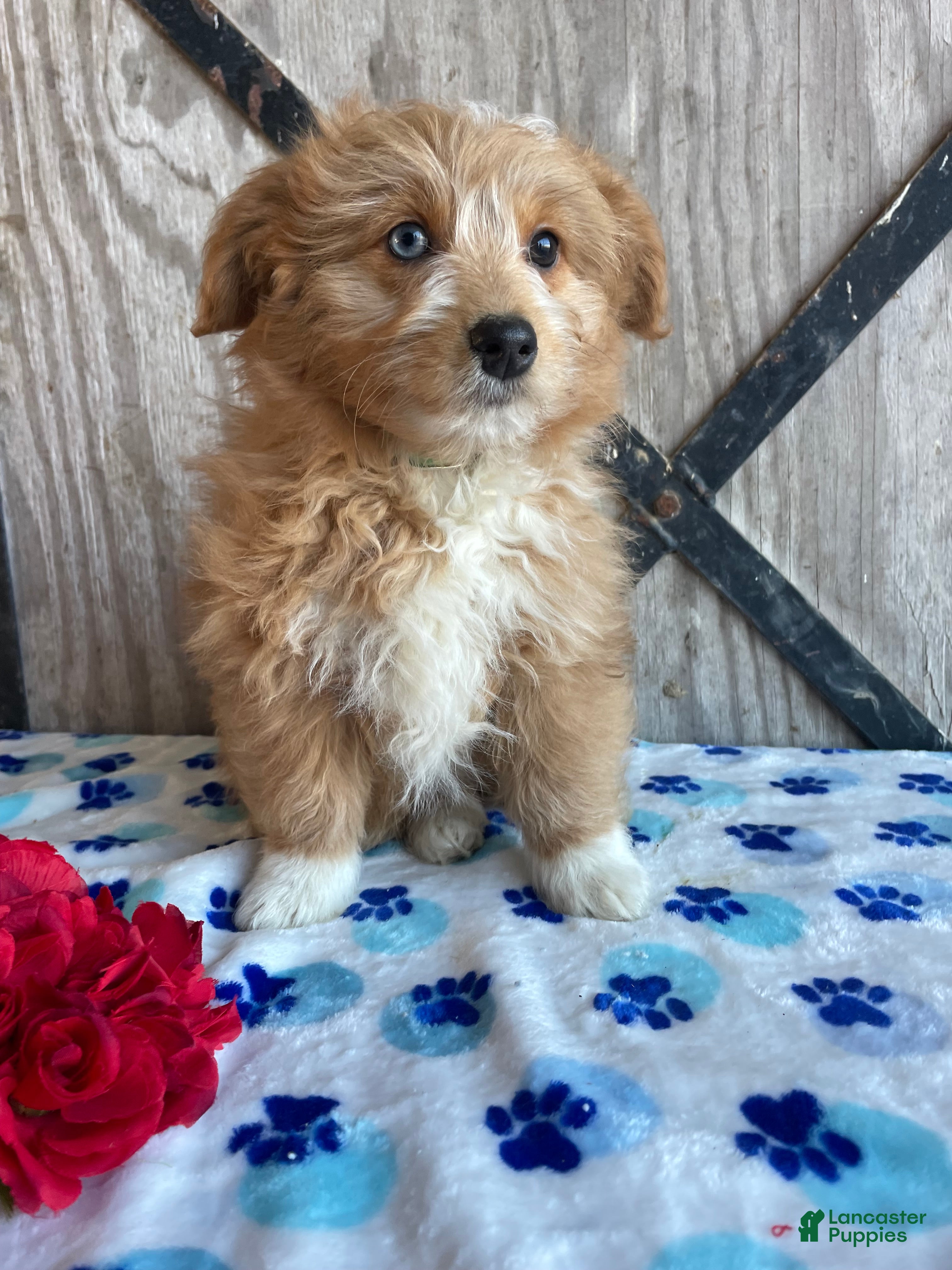 Corgipoo dogs Tori - Ad 9