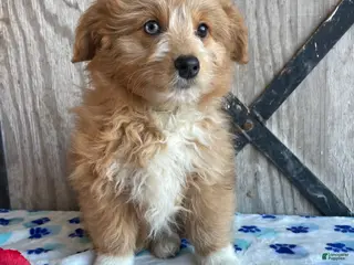 Corgipoo dogs Tori - Ad 9