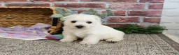 West Highland Terrier dogs for sale: Delight - Ad 4