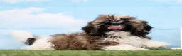 Shih Tzu dogs for sale: Sage - Ad 3