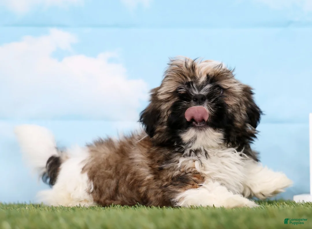Shih Tzu dogs for sale: Sage - Ad 3