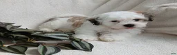 Teddy Bear dogs for sale: Connor - Ad 11