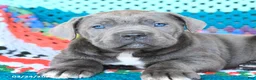 Cane Corso dogs for sale: Dozer - Ad 3
