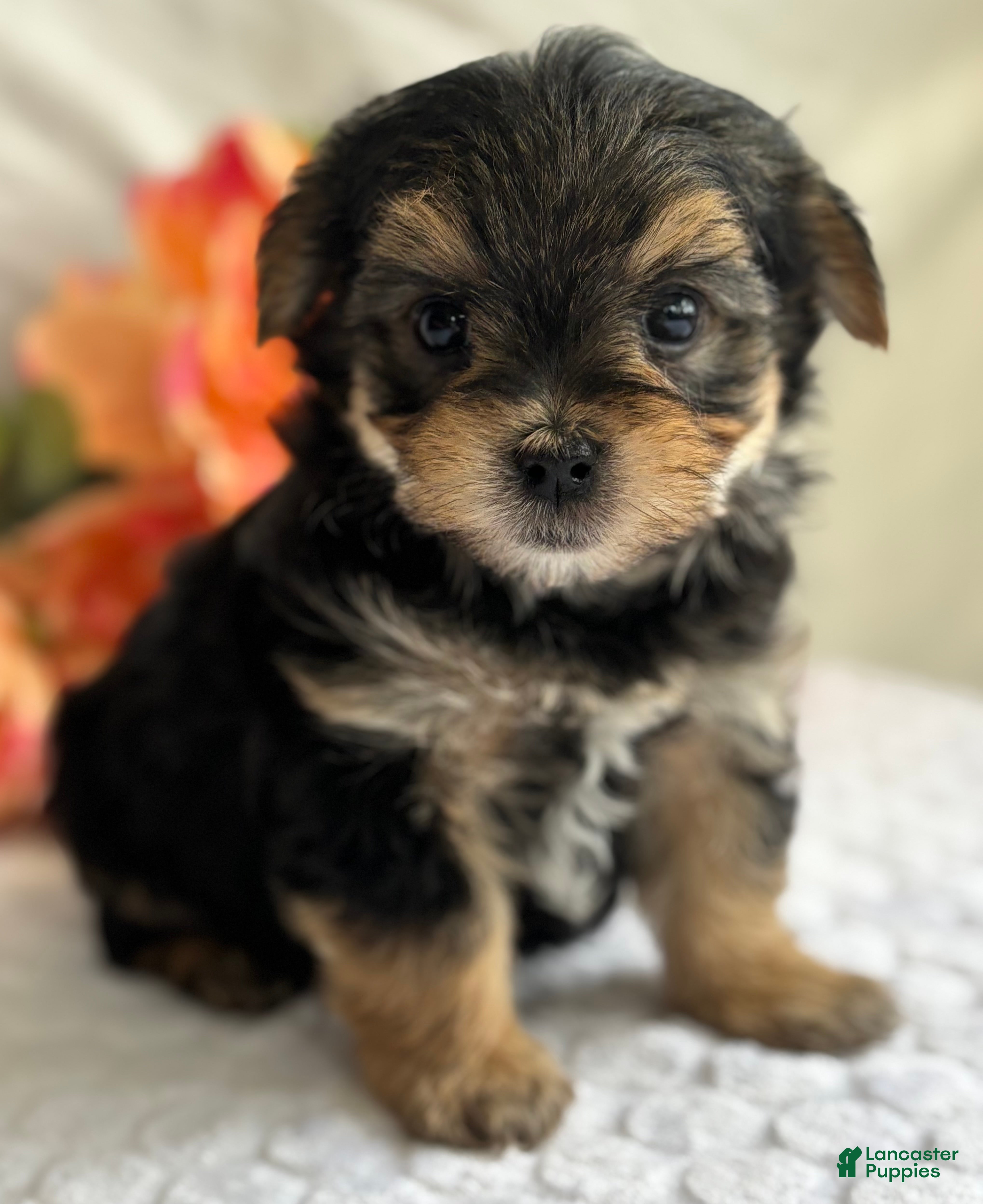 Morkie dogs Nicky - Ad 40
