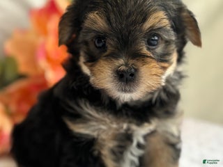 Morkie dogs Nicky - Ad 34