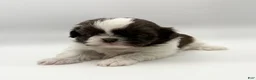Shih Tzu dogs for sale: Levi - Ad 3