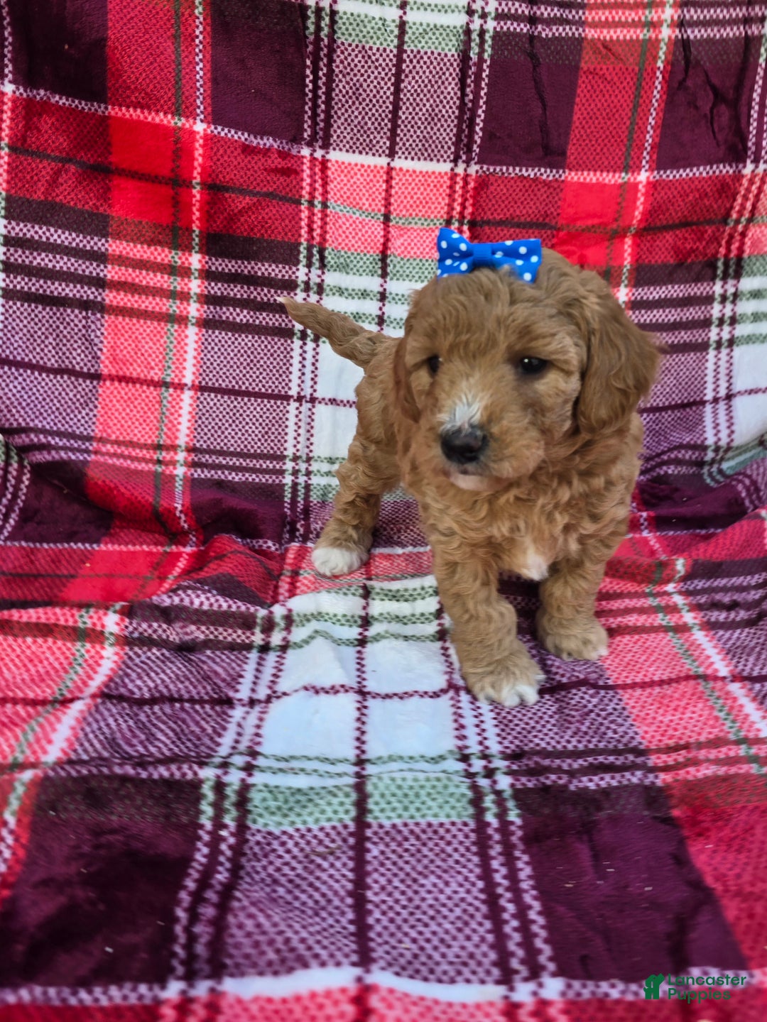 Mini Goldendoodle dogs for sale: Merry - Ad 4