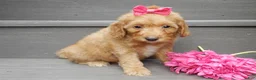 Mini Goldendoodle dogs for sale: Laci - Ad 5