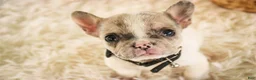 French Bulldog dogs for sale: Juliet - Ad 5
