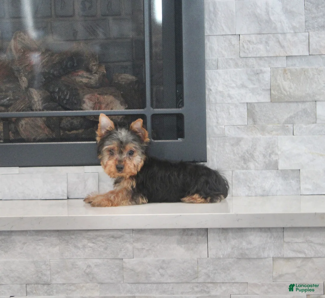 Yorkshire Terrier dogs for sale: Radar - Ad 7