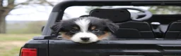 Australian Shepherd dogs for sale: Hazelnut  - Ad 7