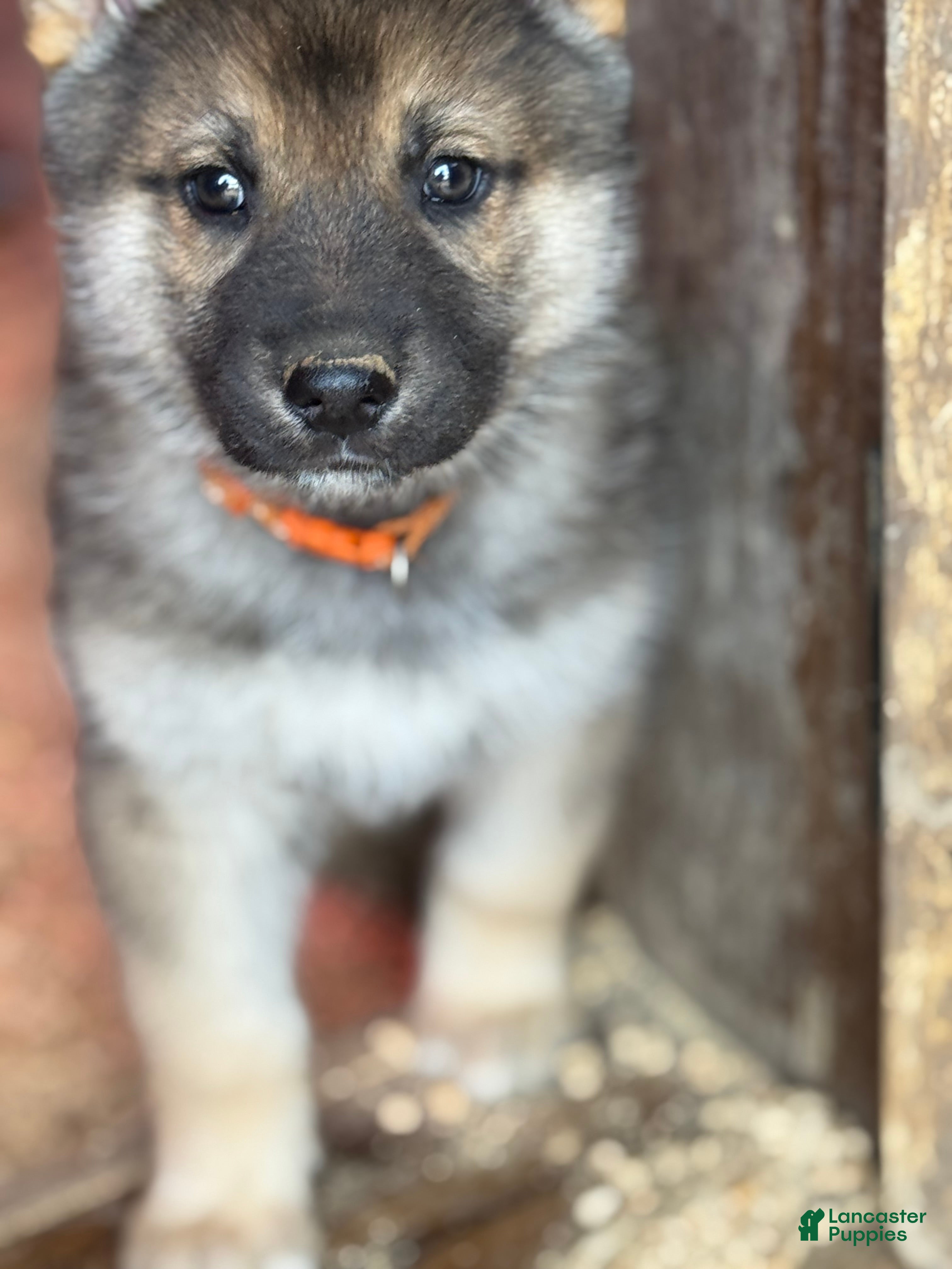 Gerberian Shepsky dogs Severus - Ad 4