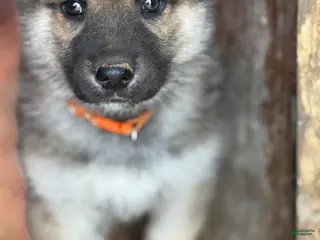 Gerberian Shepsky dogs Severus - Ad 4