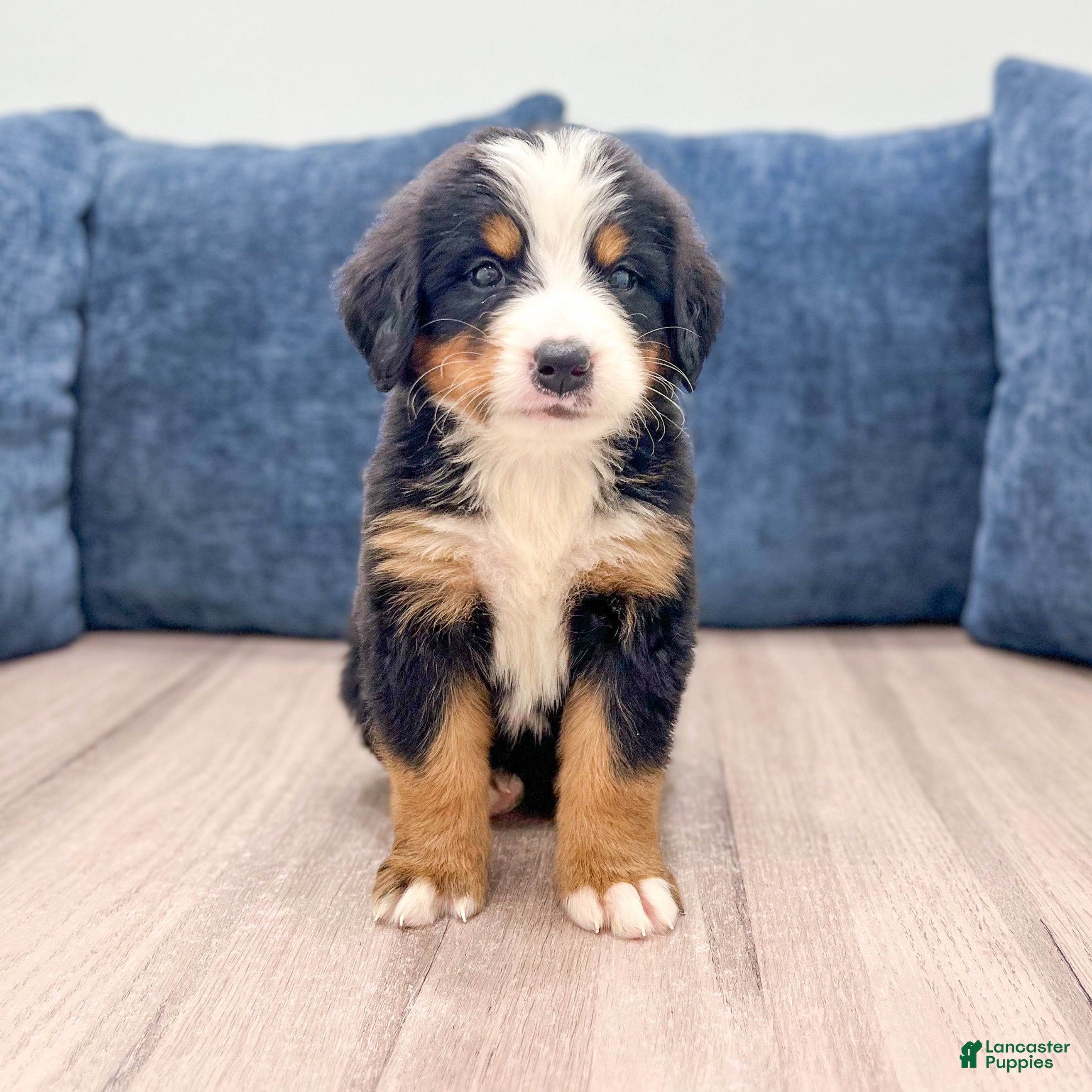Bernese Mountain Dog dogs Jade - Ad 1