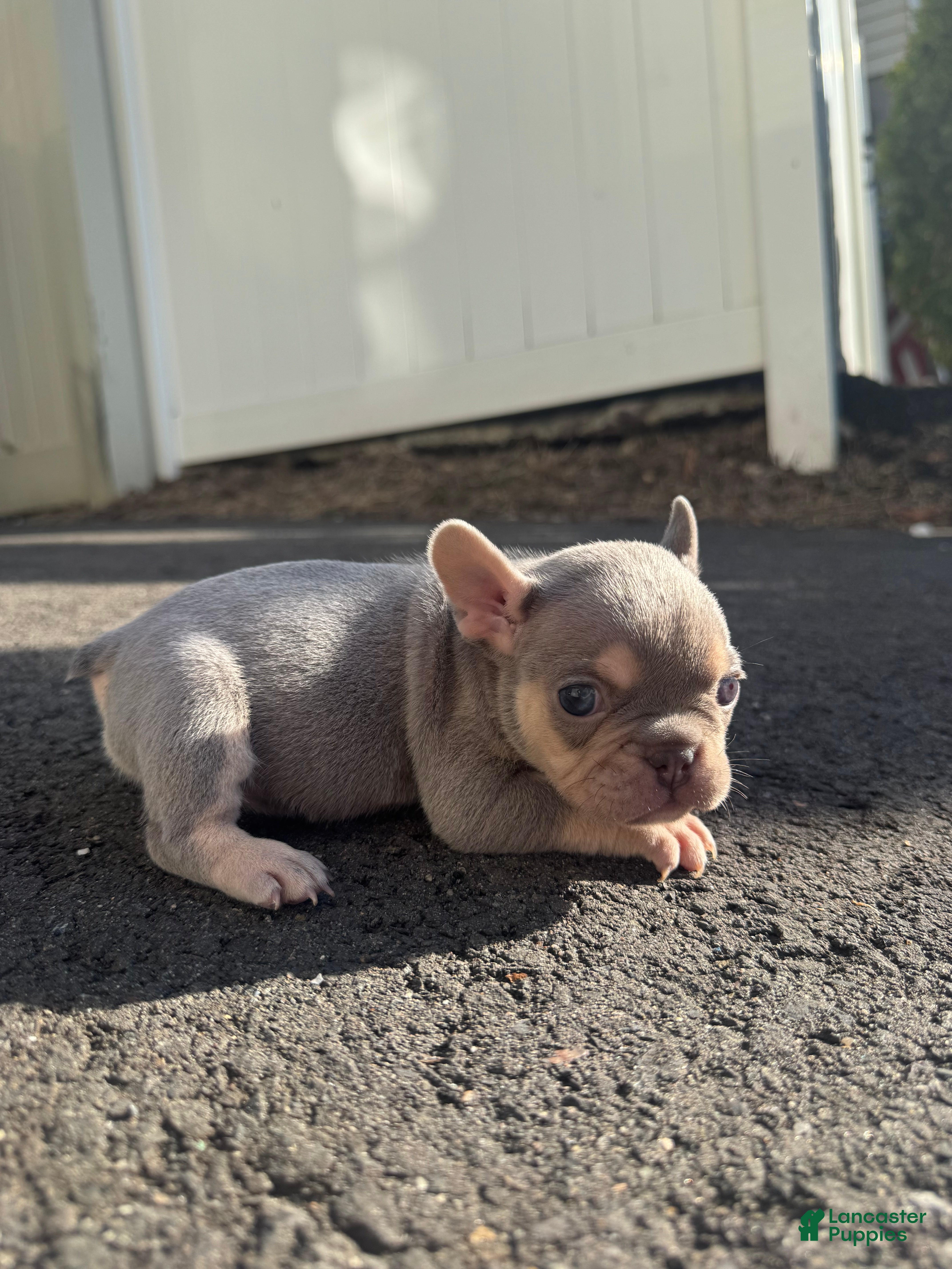 French Bulldog dogs Sara - Ad 2