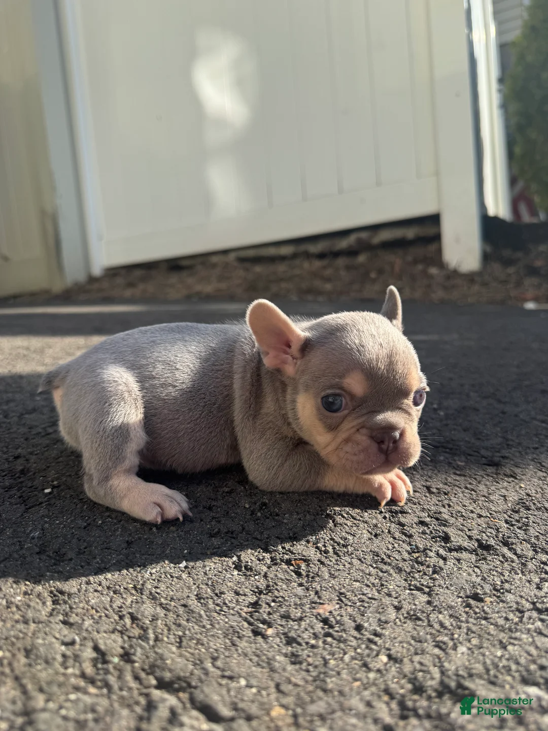 French Bulldog dogs for sale: Sara - Ad 2