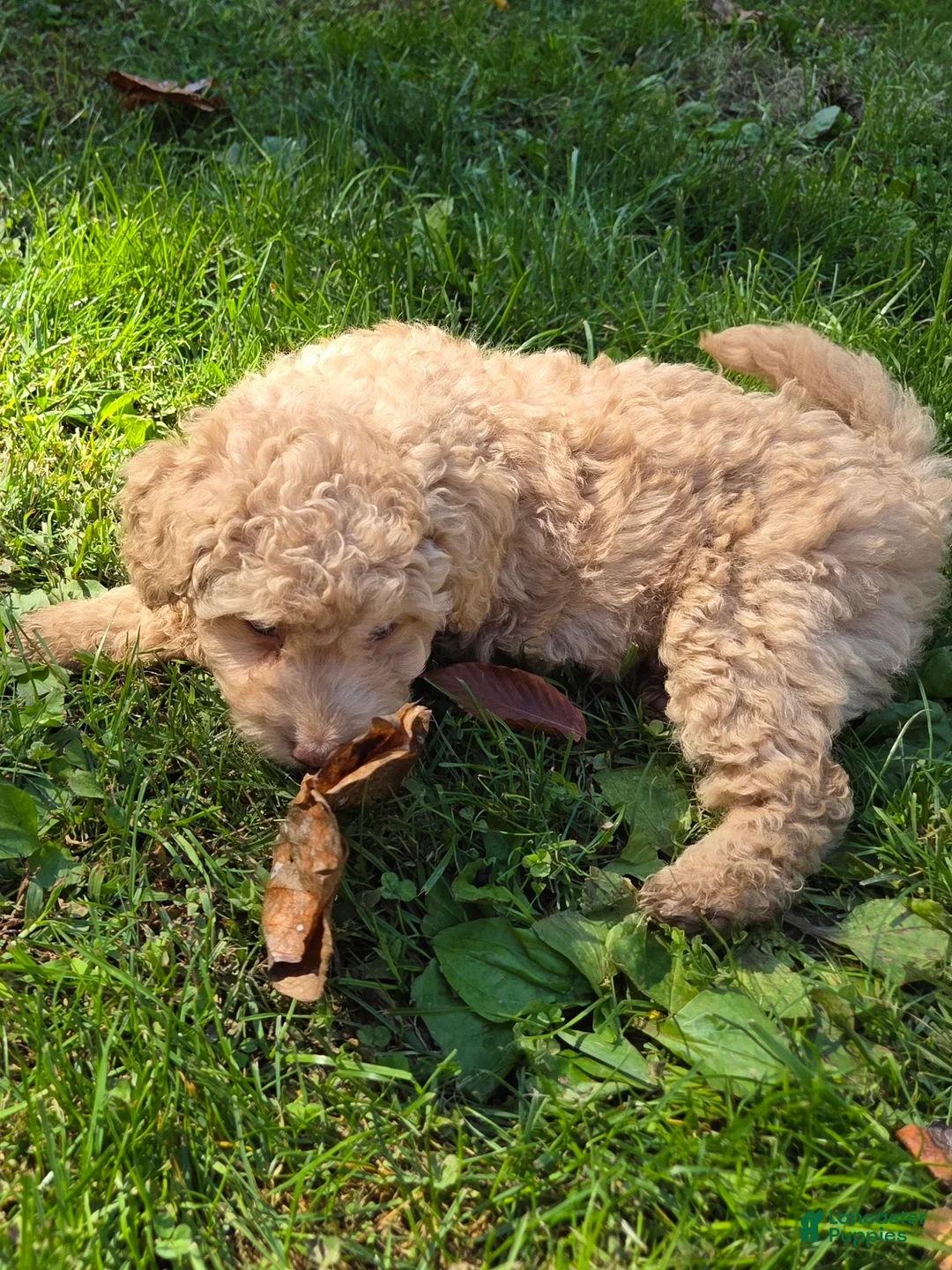 Cavapoo dogs for sale: Maisy - Ad 2