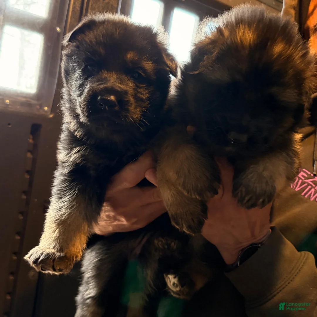 German Shepherd dogs for sale: Laika  - Ad 5