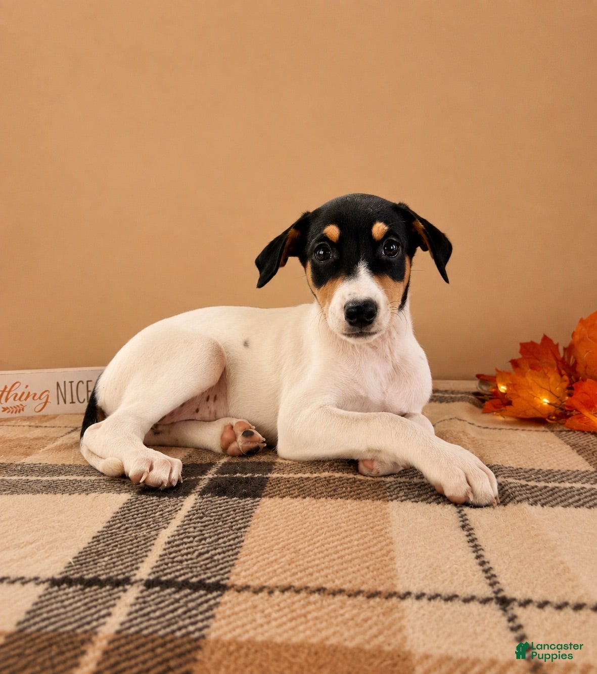 Mixed Breed dogs Dixie - Ad 11