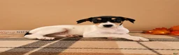 Mixed Breed dogs for sale: Dixie - Ad 1