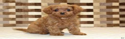 Cavapoo dogs for sale: Dora - Ad 1