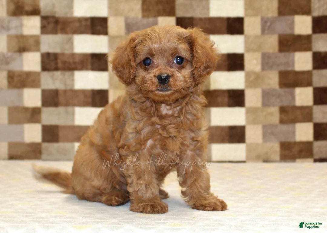 Cavapoo dogs for sale: Dora - Ad 1