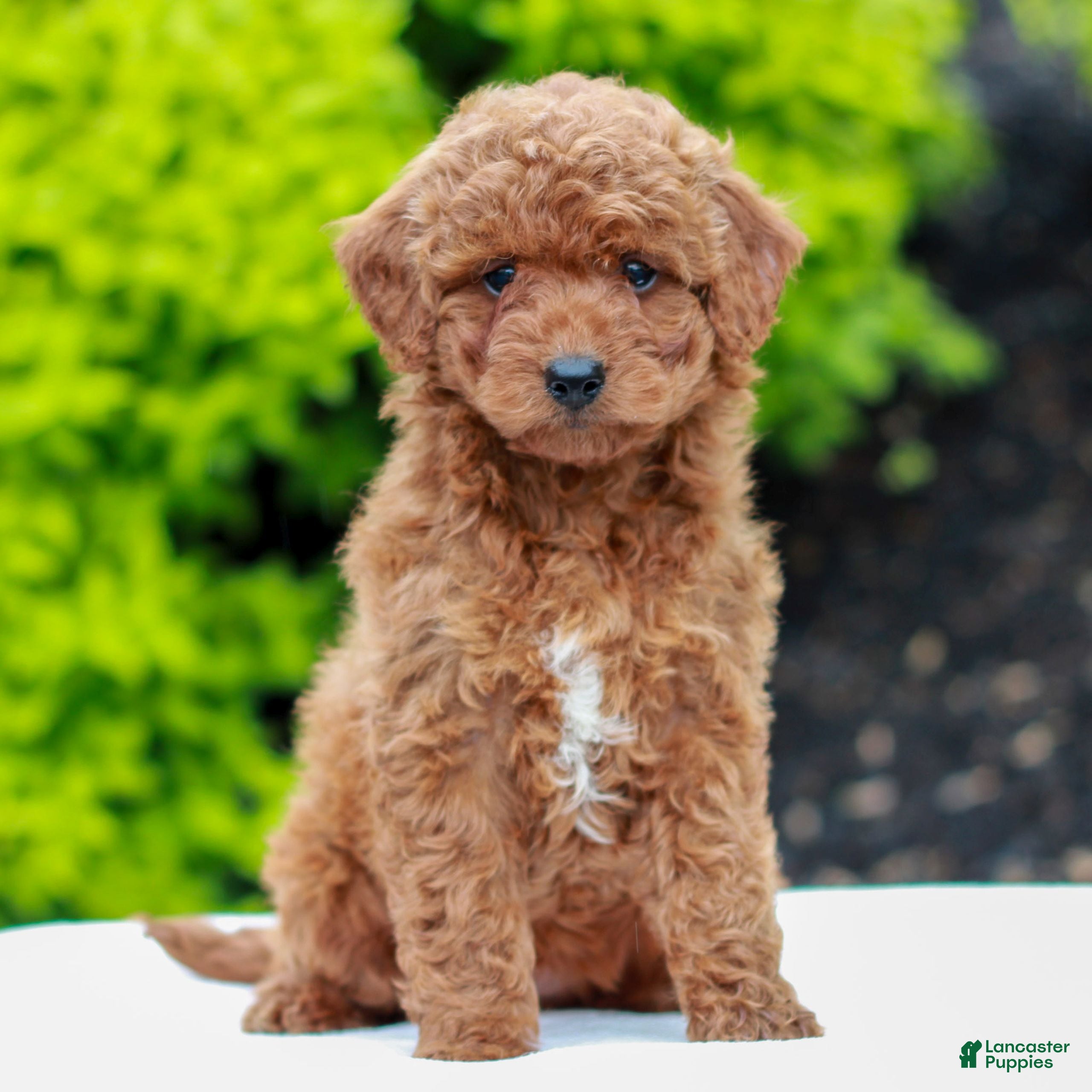 Mini Goldendoodle dogs for sale: Willow  - Ad 1