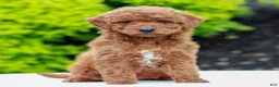 Mini Goldendoodle dogs for sale: Willow  - Ad 1