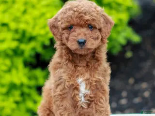Mini Goldendoodle dogs for sale: Willow - Ad 1
