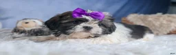 Shih Tzu dogs for sale: BAILEY - Ad 11
