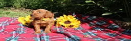 Mixed Breed dogs for sale: Summer - Irish Goldendoodle  - Ad 5