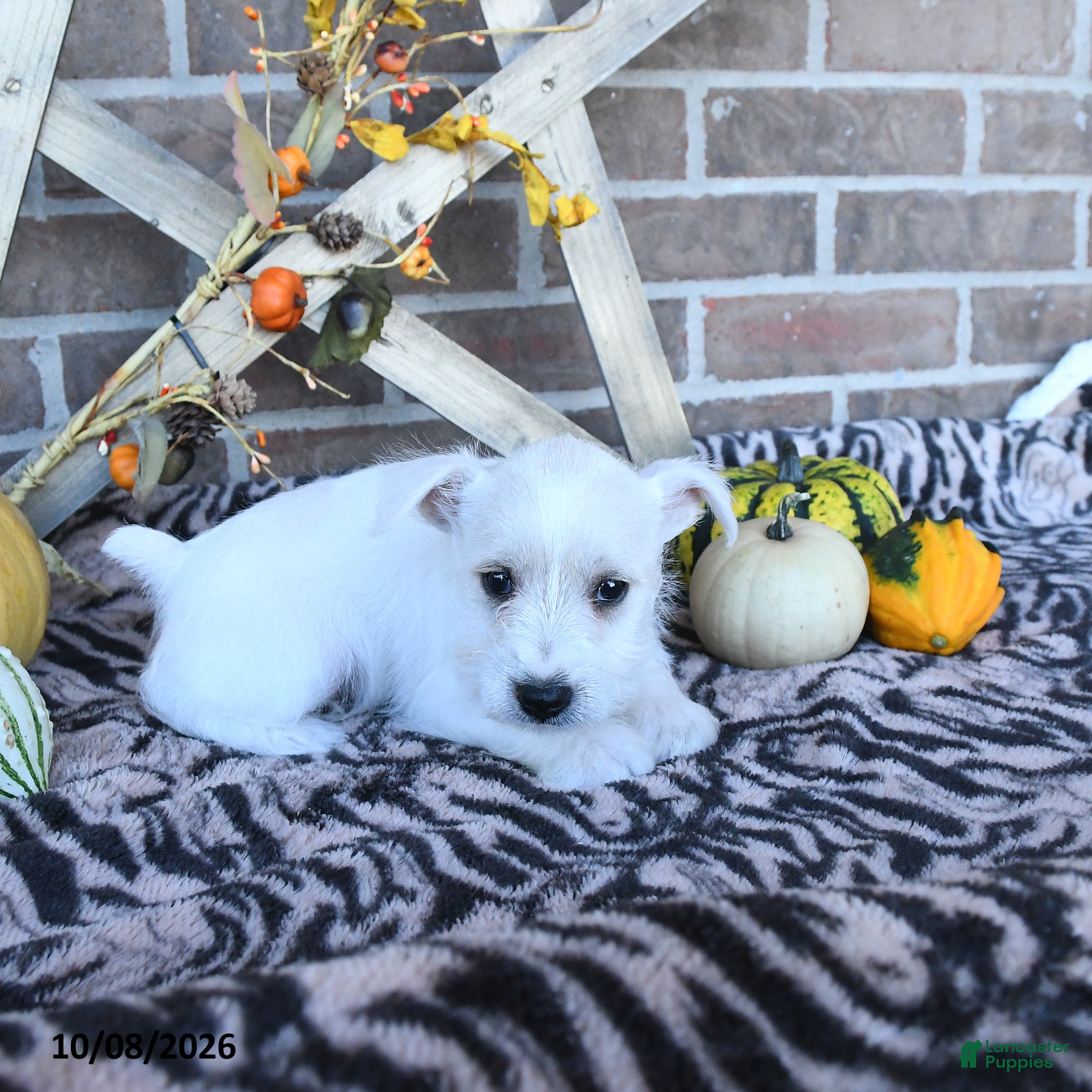 Miniature Schnauzer dogs Otis - Ad 2